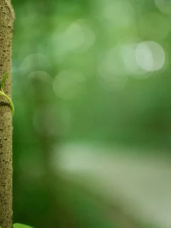 макро, растения, деревья, ствол, лес, природа, кора, жизнь, фото, зелень, заповедник, листва