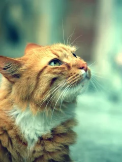 взгляд, кот, рыжий