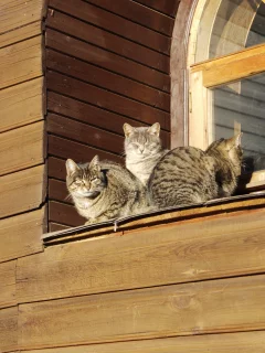 окно, весна, котэ, тепло, дача, коты