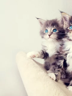 котятя, пушистые, голубоглазые