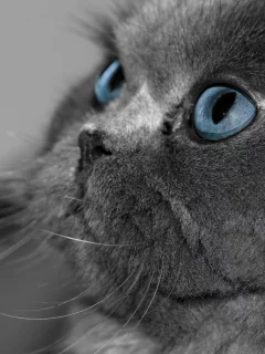 глаза, серый, голубые, кот, кошка, взгляд