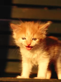 маукает, котёнок, рыжий