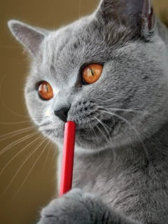 кот, британский, писатель