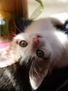 играет, котенок, ленты, к верх ногами