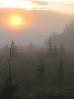поле, пейзаж, туман