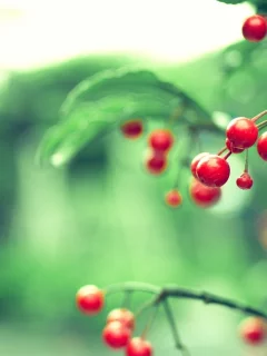 боке, обои, листья, красные, фон, природа, блики, ягоды, цвета, ветвь, ветка, размытость