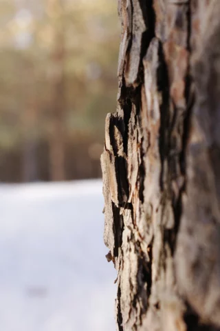 ель, природа, дерево, лес