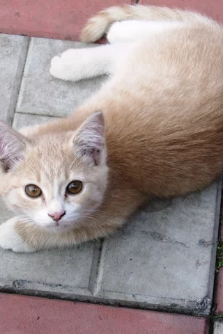 взгляд, котёнок, кирпич