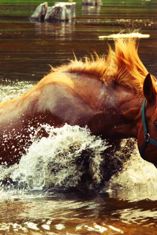 озеро, крокодил догоняет, всплеск, брызги, лошадь, вода