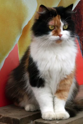 котенок, кот, кошка