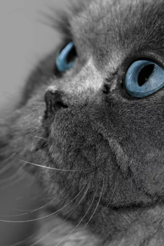 глаза, серый, голубые, кот, кошка, взгляд