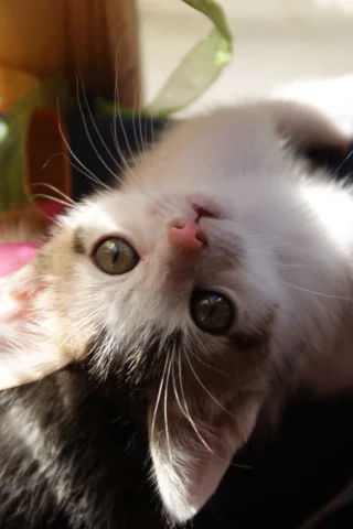 играет, котенок, ленты, к верх ногами