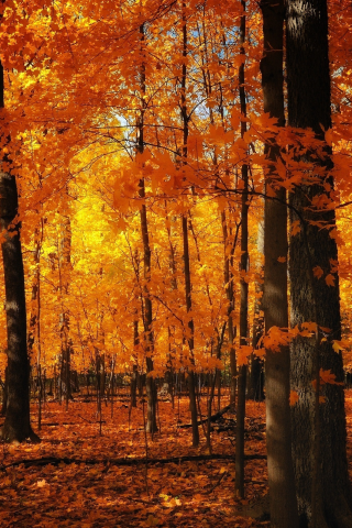 лес, осень, деревья, листья