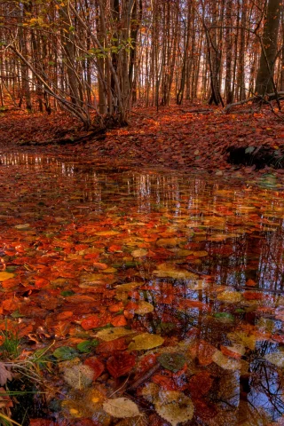 листья, вода, осень