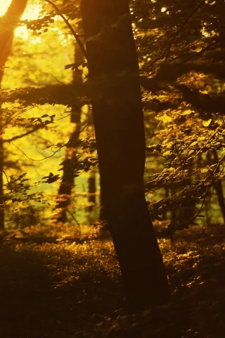 лес, тени, природа