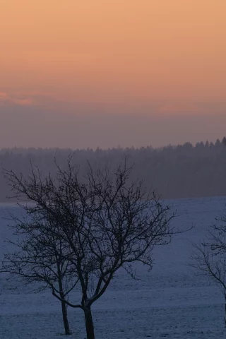 закат, пейзаж, деревья