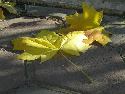 кленовые, листья, желтые, мостовая, осень