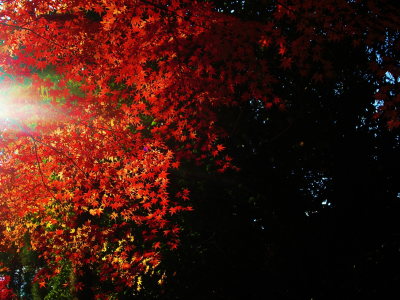 листья, свет, темнота