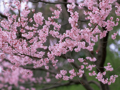 деревья, природа, весна, лепестки, сакура, цветы, розовые