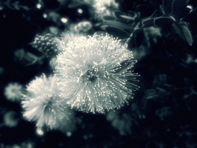 обои, чёрно-белое, фон, природа, фото, макро, растение. цветок