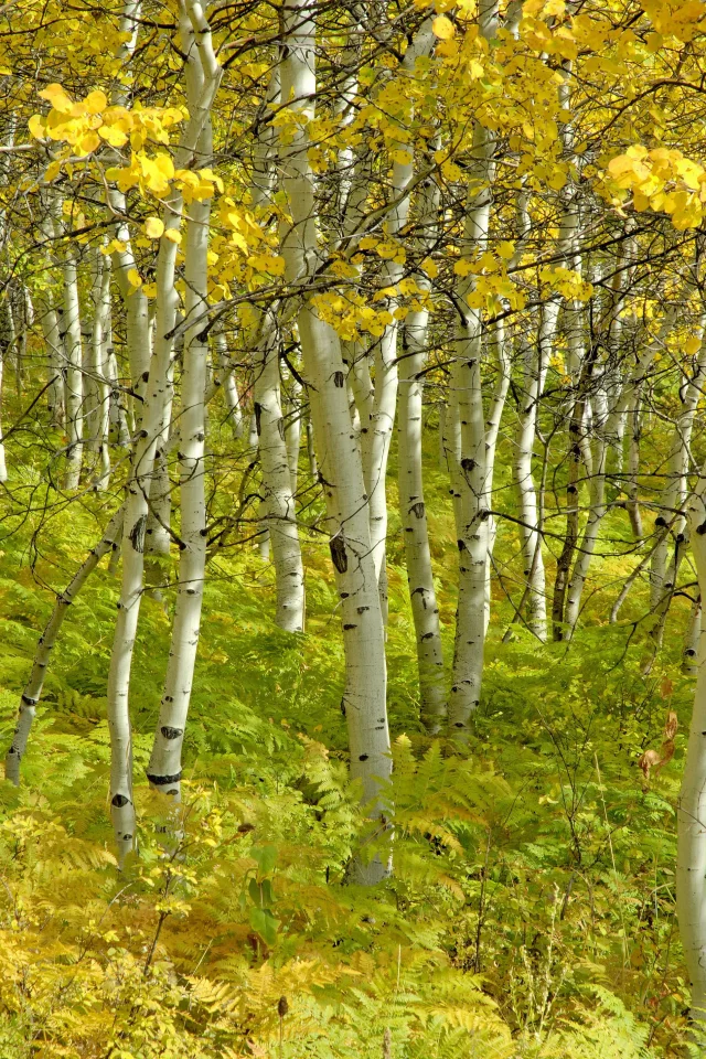 березы, роща, деревья, красота, осень