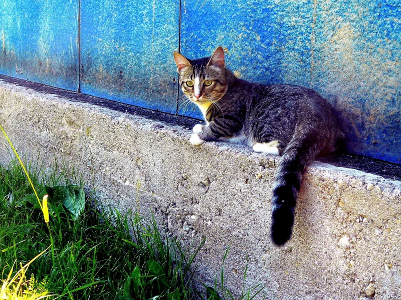 трава, кот, дом
