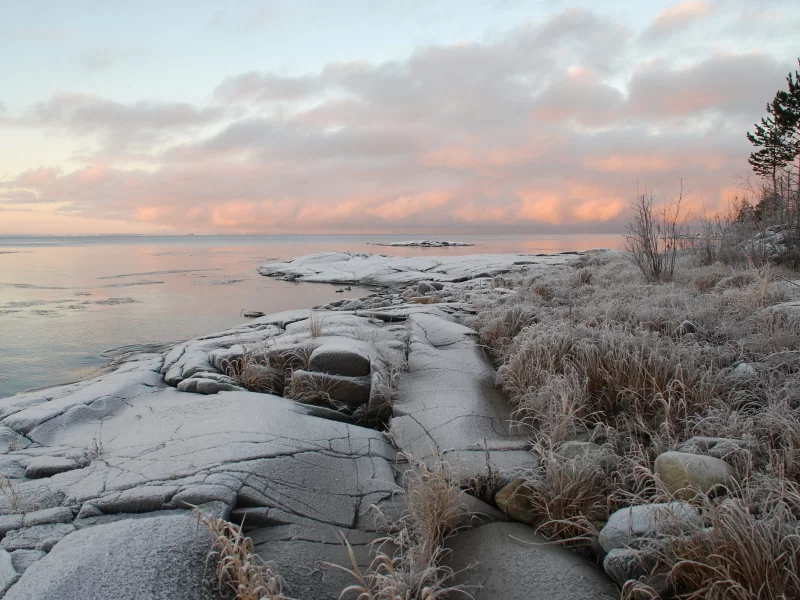 море, дерево, закат