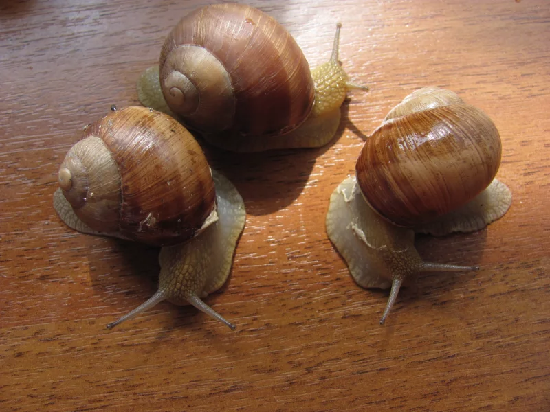 helix pomatia, брюхоногий моллюск, Улитки, виноградная улитка