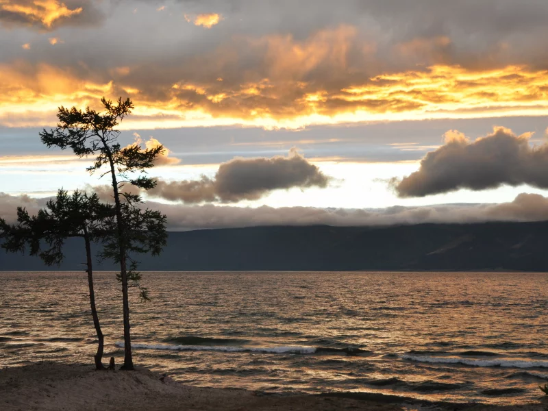 дерево, море, небо