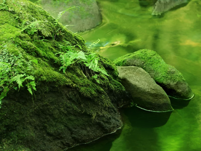 река, вода, лес, камни, природа, реки, растения