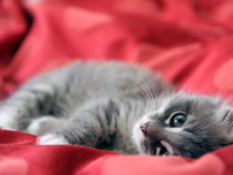 кошка, нежность, игра