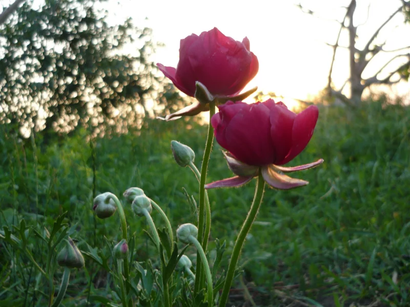 зелень, солнце, цветы
