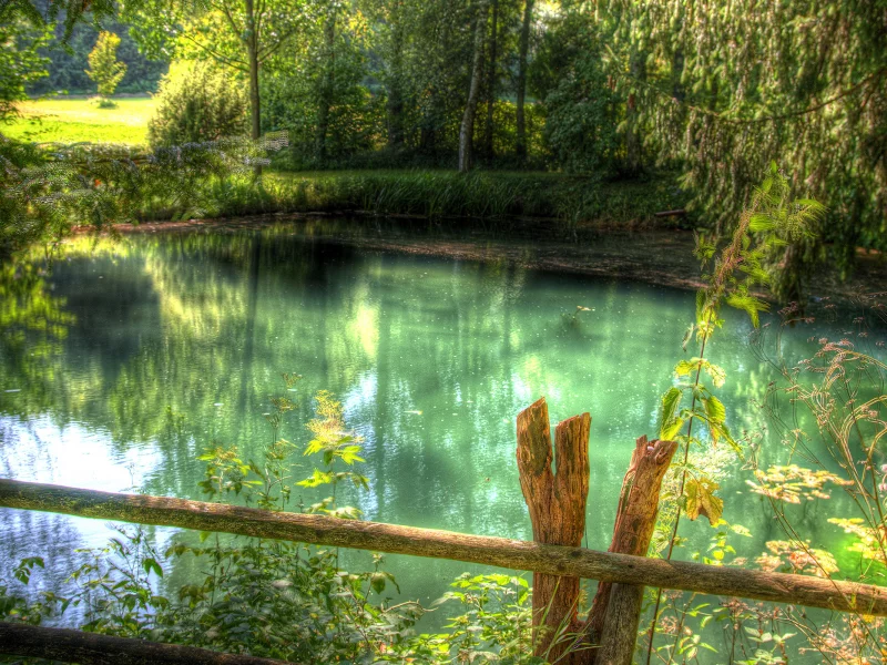 трава, зелень, лес, река