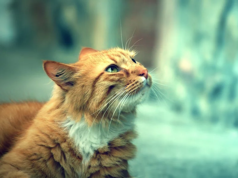 взгляд, кот, рыжий