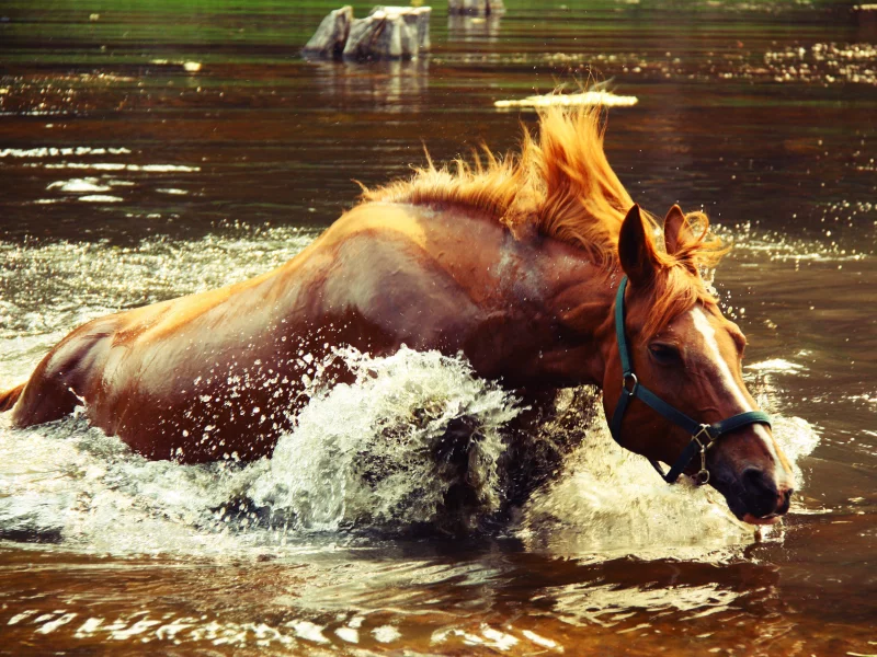 озеро, крокодил догоняет, всплеск, брызги, лошадь, вода