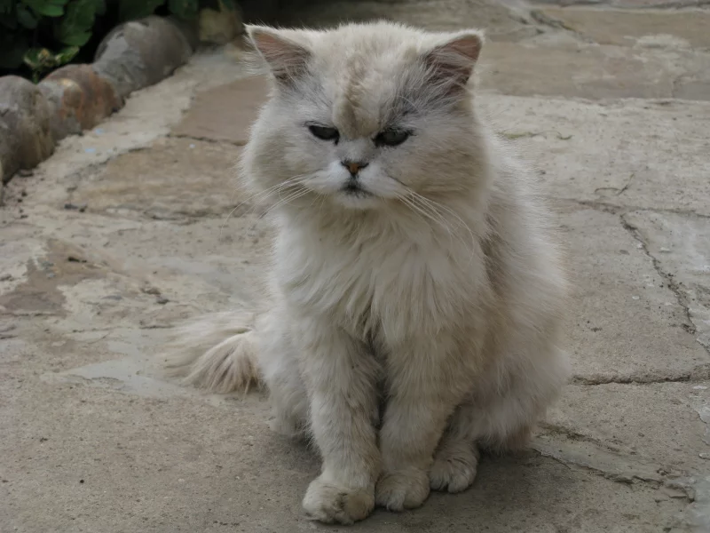 кот, кошка