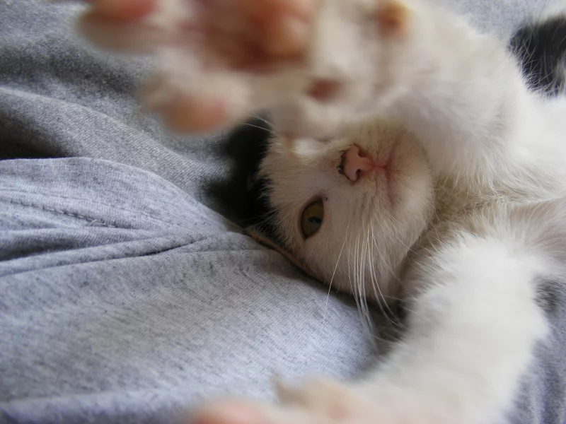 лапки, ласка, кошка