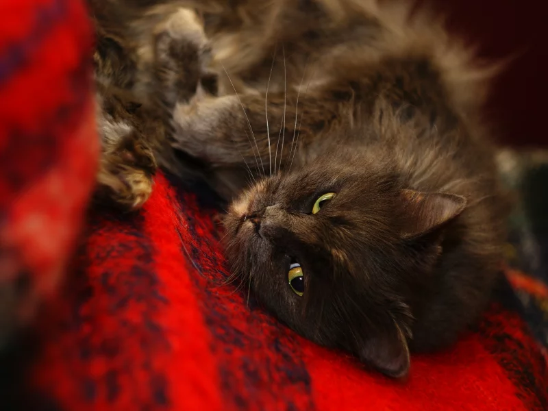 кошка, мурка, плед