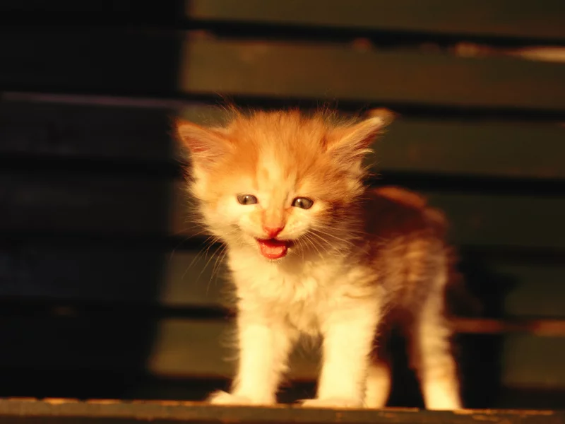 маукает, котёнок, рыжий