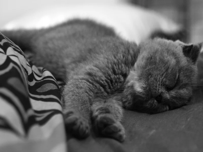 котенок, спит, нос