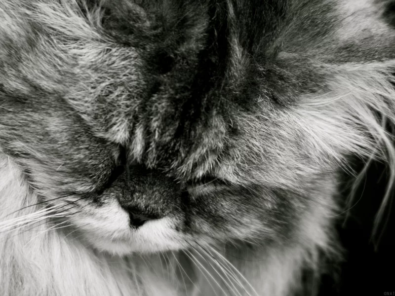 спит, кот, кошка
