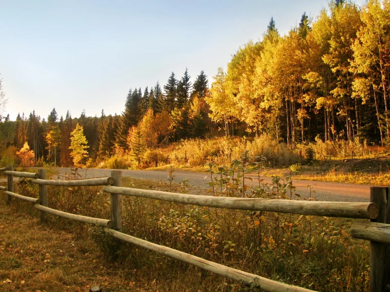 дорога, забор, осень