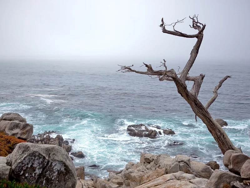 пейзаж, море, камни, природа, дерево