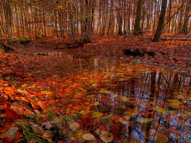 листья, вода, осень