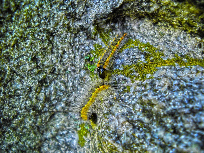 гусенецы, живая природа, hdr, скала, макро, камень, гусеница