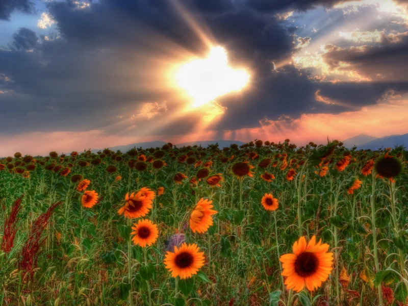 небо, пейзаж, HDR, природа, поле, тучи