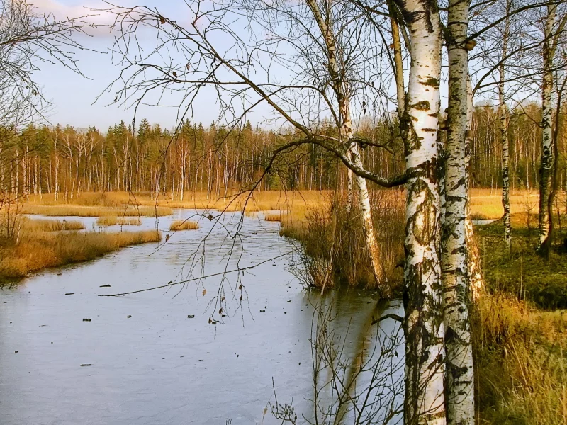 берёзы, природа, река, лес