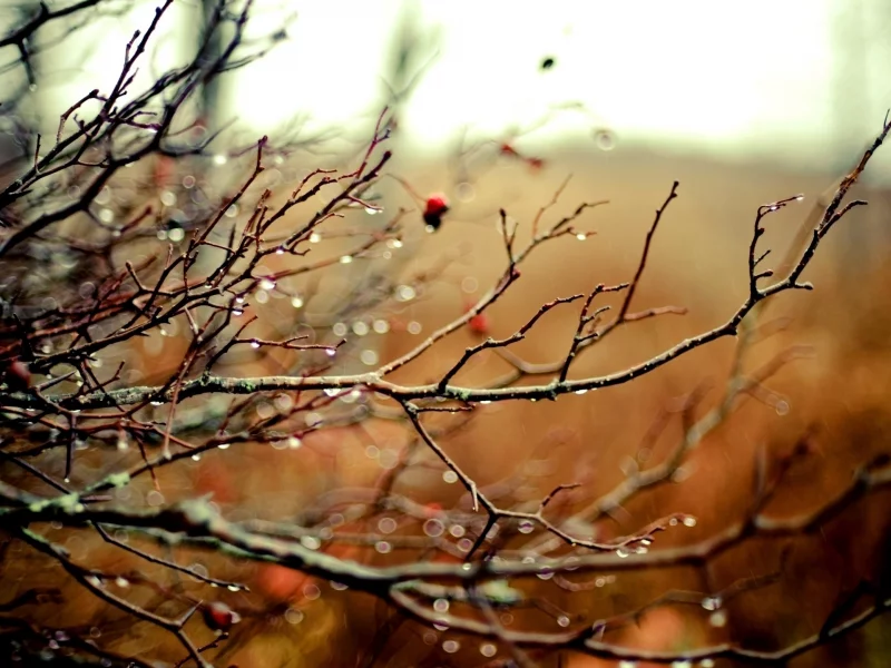 свет, капли, природа, фон, цвет, размытость, растения, wallpapers, обои, дождь, ветви