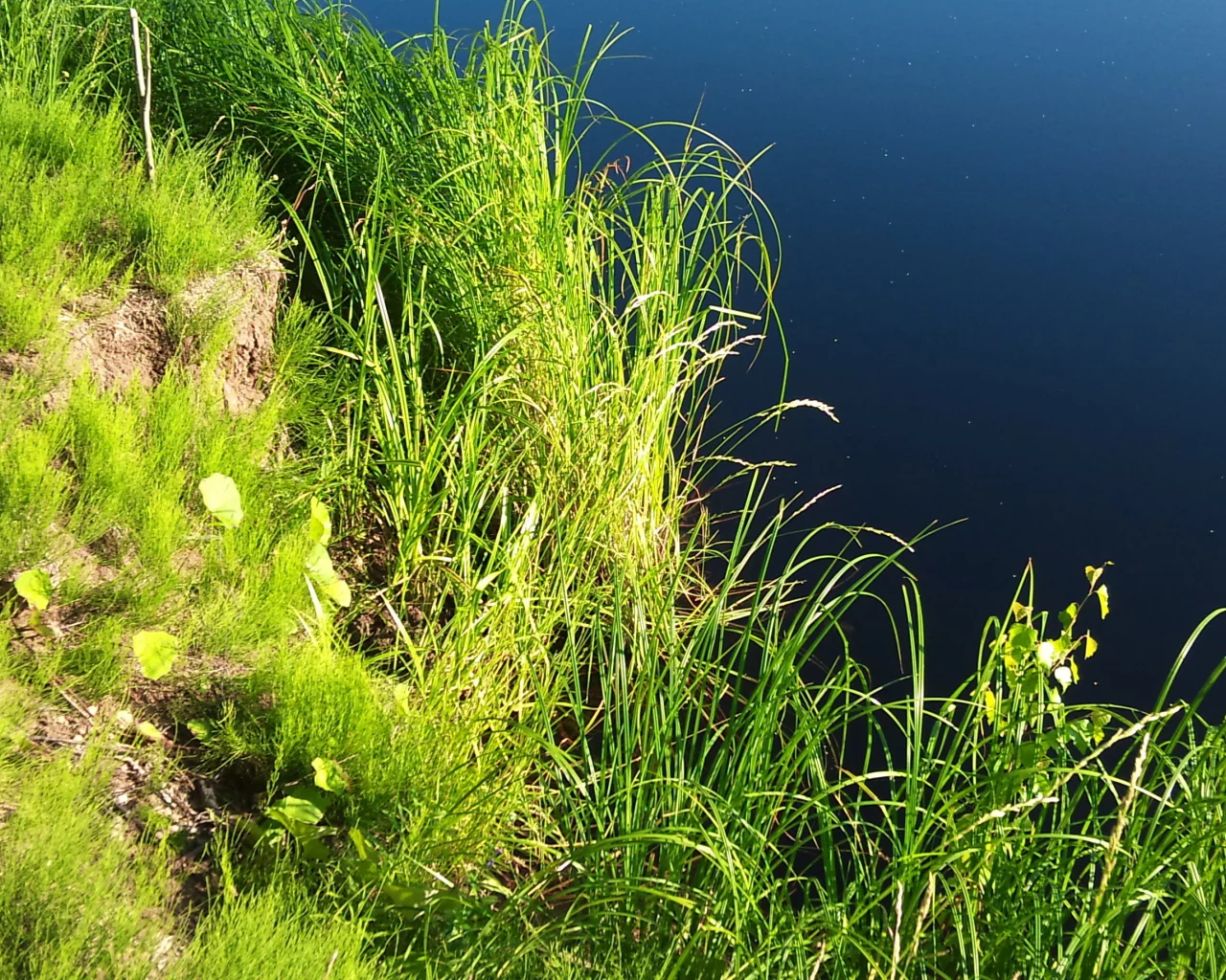 вода, зелень, растения, водоем, берег