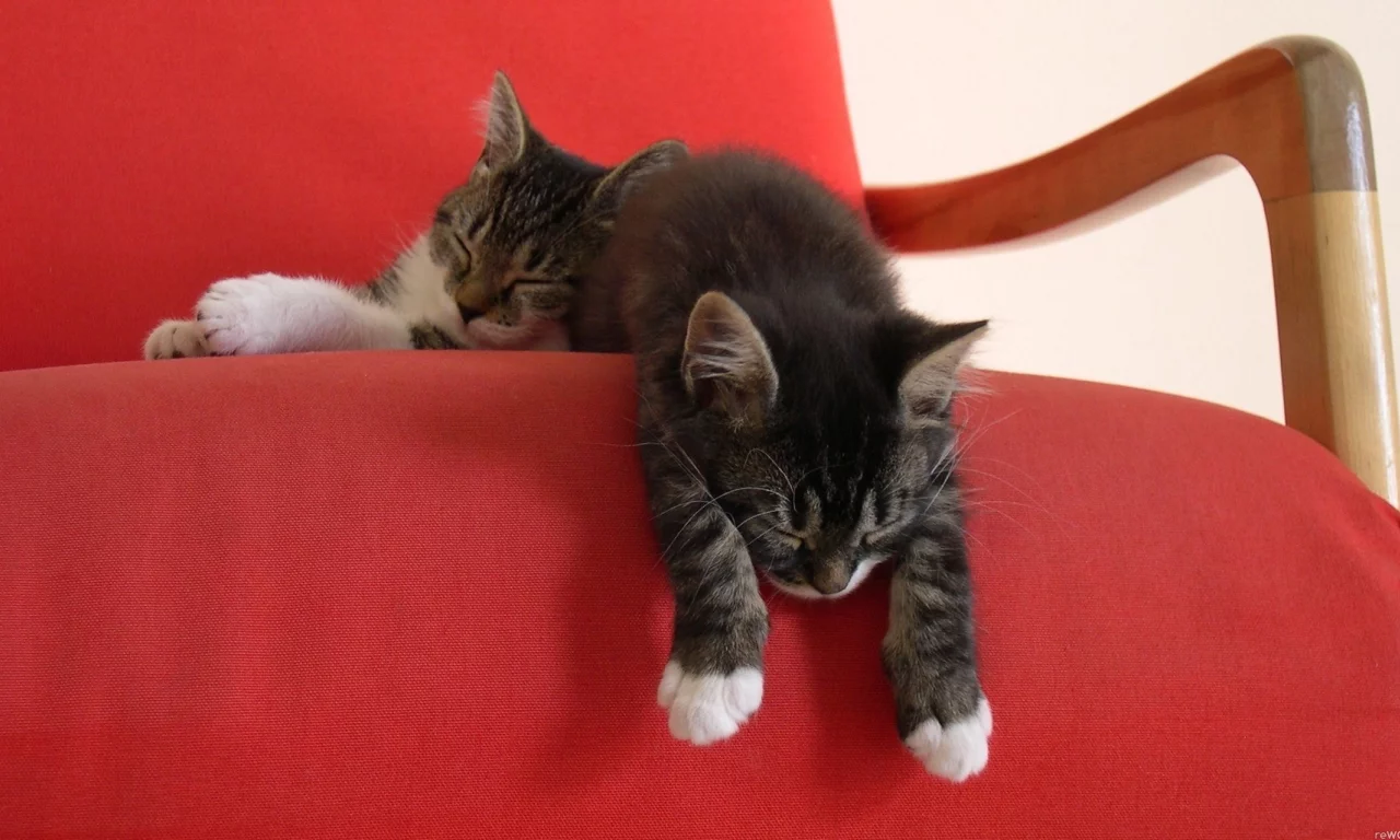 котята, красный, котенок, кресло